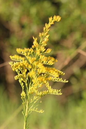 Anise Goldenrod