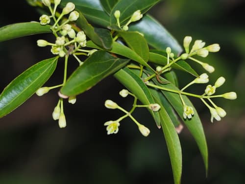 Cinnamon tree