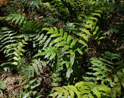 Hard Water-fern