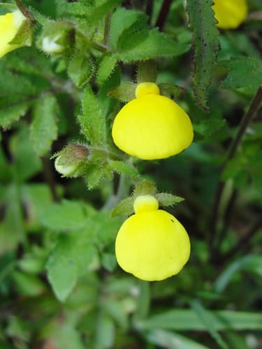 Gold Purse Plant