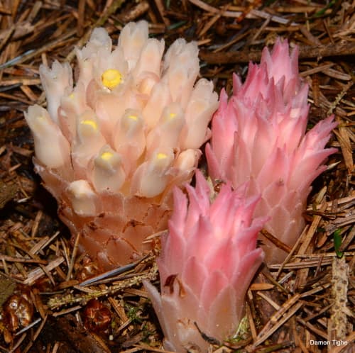 Gnome Plant