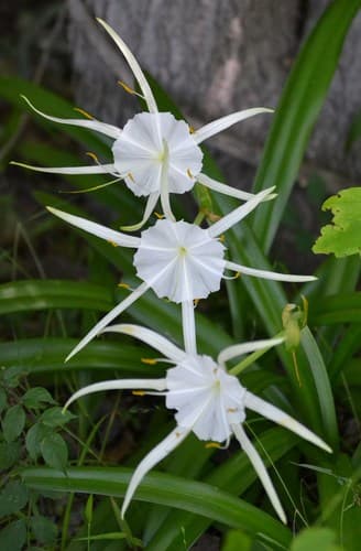 Spring Spiderlily