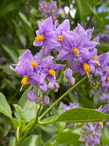Chilean Potato Vine