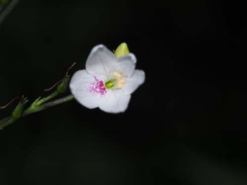 Codonacanthus pauciflorus Bonsai