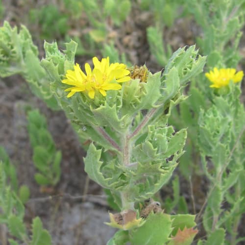 Camphor Daisy