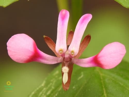 Mosquito Flower