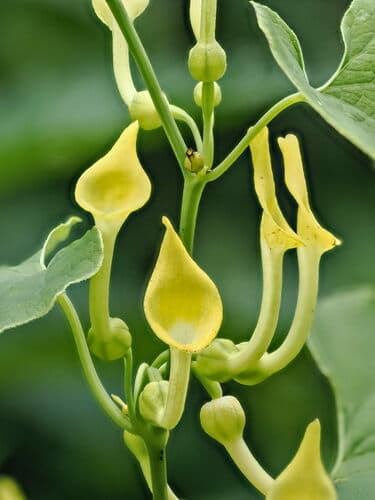 Birthwort
