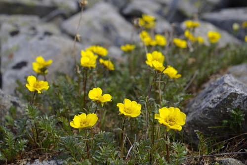 Ross' Avens