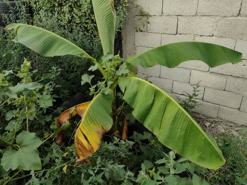 Japanese banana
