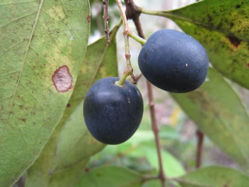 Large Mock-olive