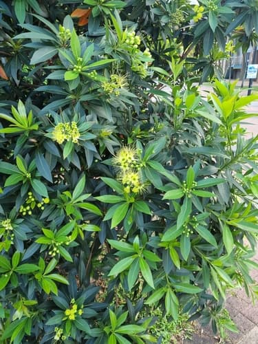 Golden Penda Bonsai