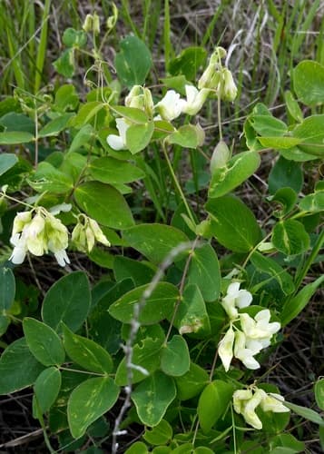 Pale Vetchling