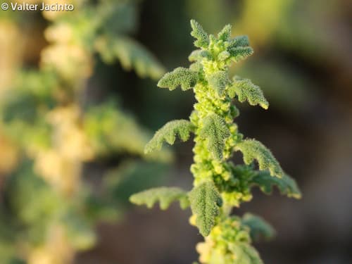 Clammy Goosefoot