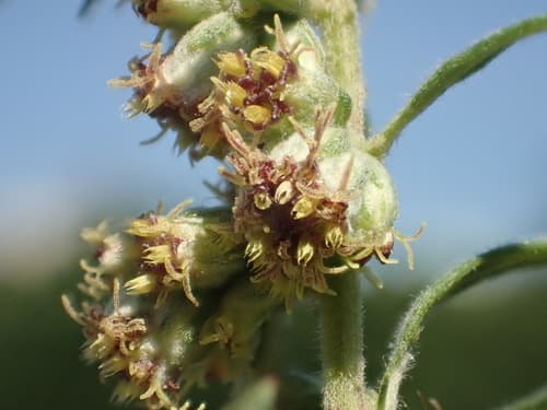 Indian Wormwood