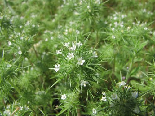 Needleleaf Navarretia