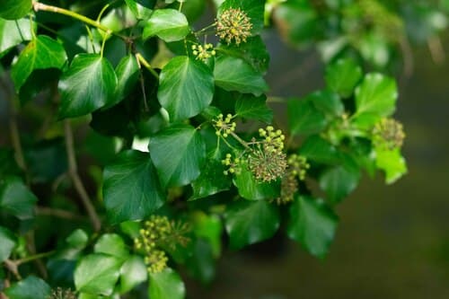 Atlantic Ivy