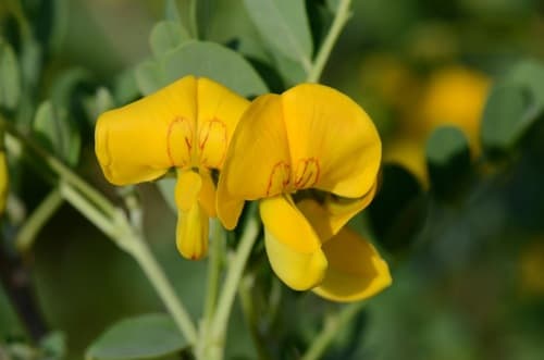 Bladder-senna Bonsai