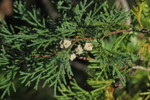 Atlantic White Cedar Bonsai