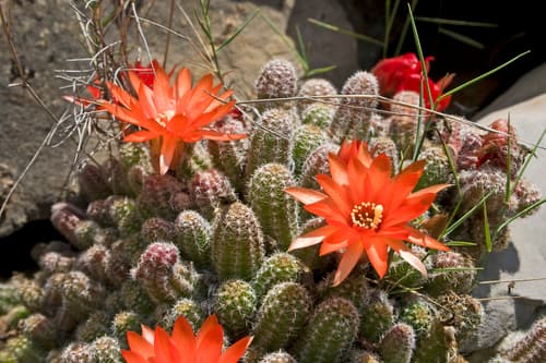 Peanut Cactus