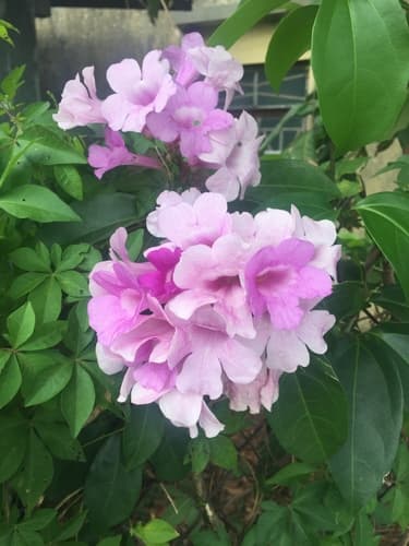 Garlic Vine