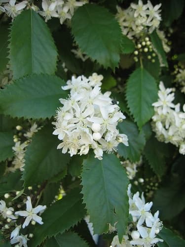 North Island lacebark