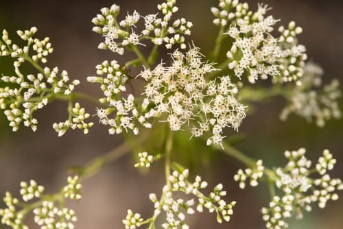 Mohr's thoroughwort