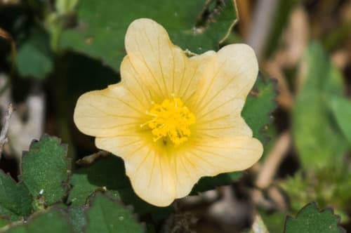 Common Fanpetals