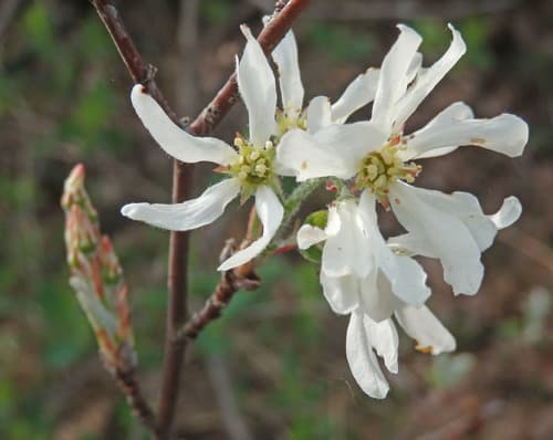 Snowy Mespilus