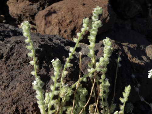 bearded cryptantha