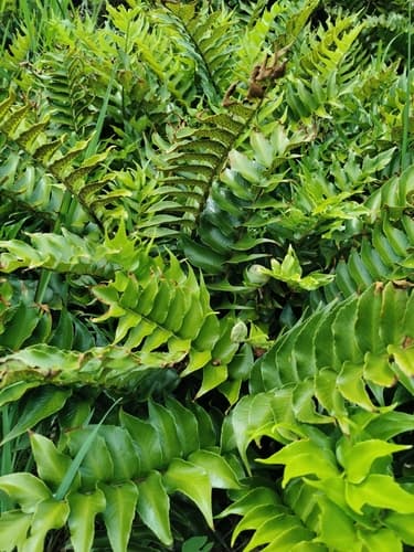 House Holly-fern