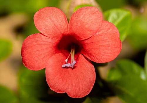 Coral Creeper