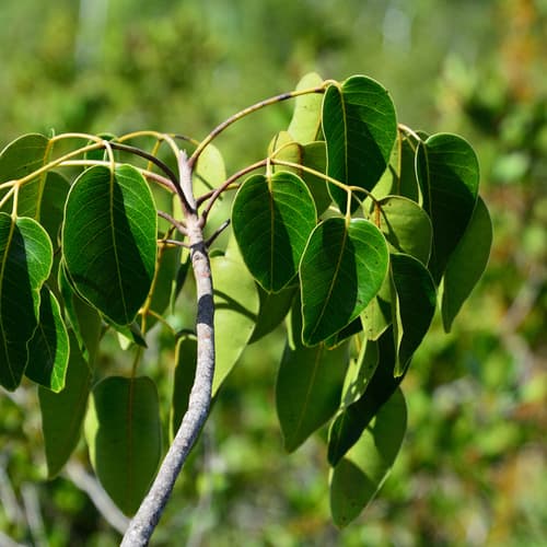Poisonwood Bonsai