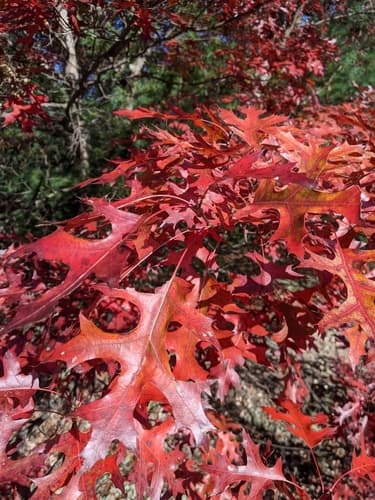 Scarlet Oak Bonsai