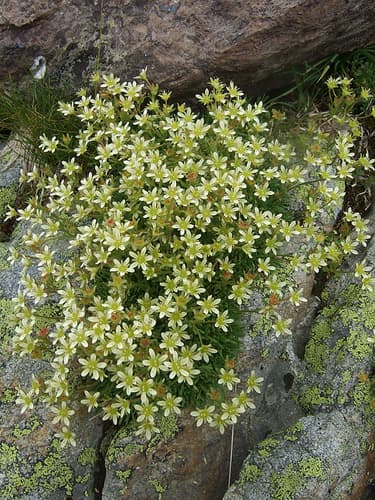 Musky Saxifrage Bonsai