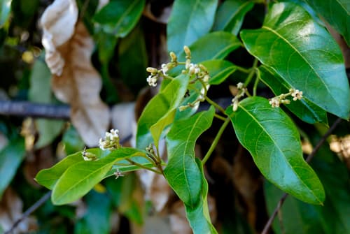 Common Silkpod