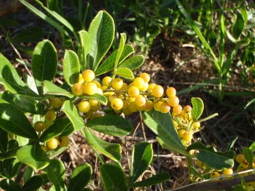 Dune Currantrhus