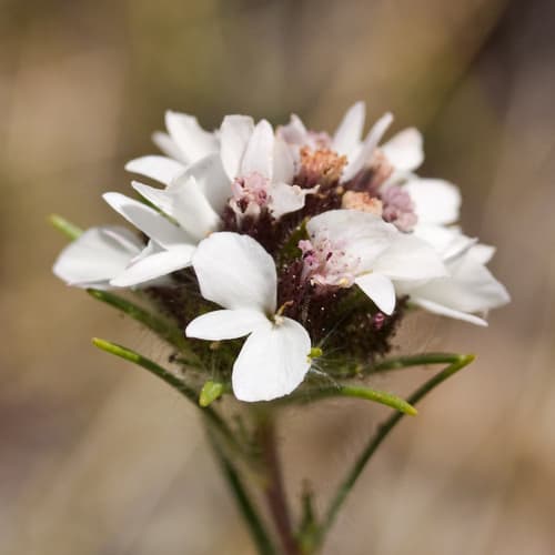 sticky western rosinweed