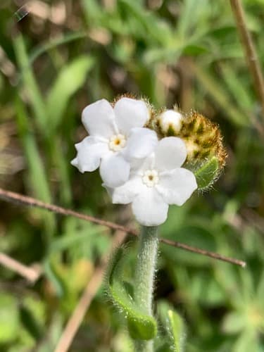 Rusty Popcornflower