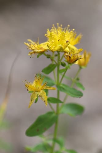 Imperforate St John's-wort