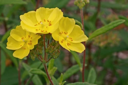 Pine Barren Frostweed