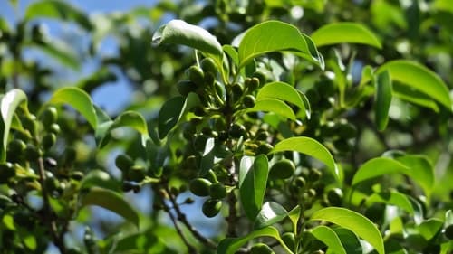 Turkeyberry