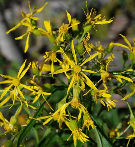 Tall Ragwort