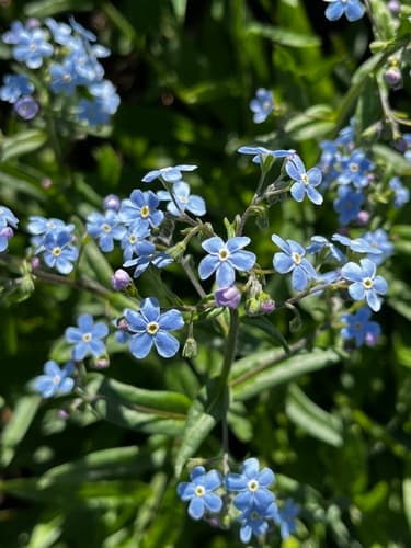 Jessica's stickseed