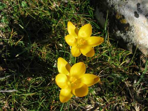 Snow Crocus