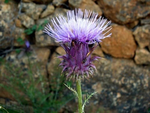 Dwarf Artichoke