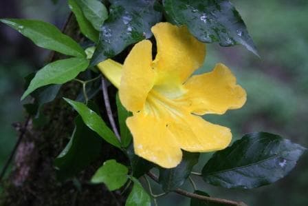 Catclaw Vine