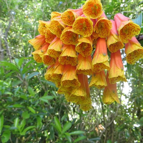 Trailing lily