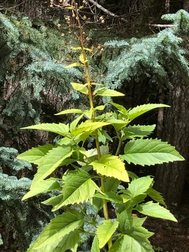 Lanceleaf Figwort