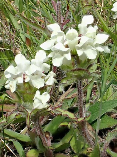 Cut-leaved Selfheal