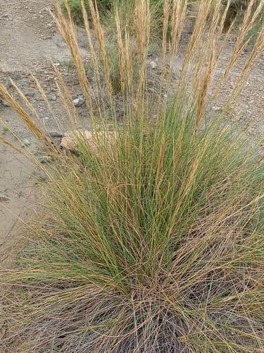 Alfa Grass